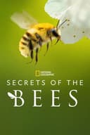 Secrets of the Bees